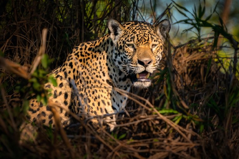 068 Noord Pantanal, jaguar.jpg